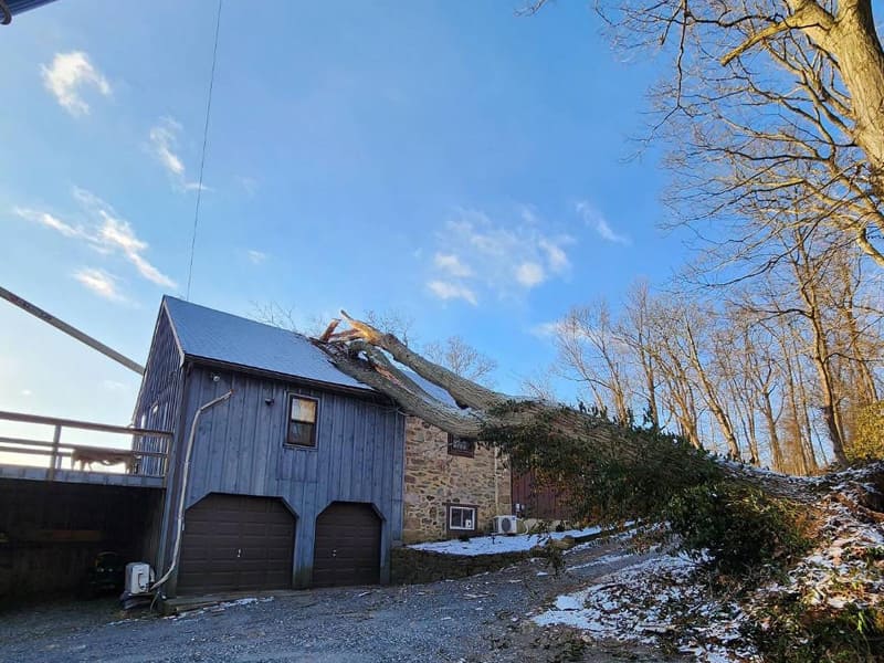 Digital Marketing for Tree Services by DKM Digital Marketing for Tree Services by DKM